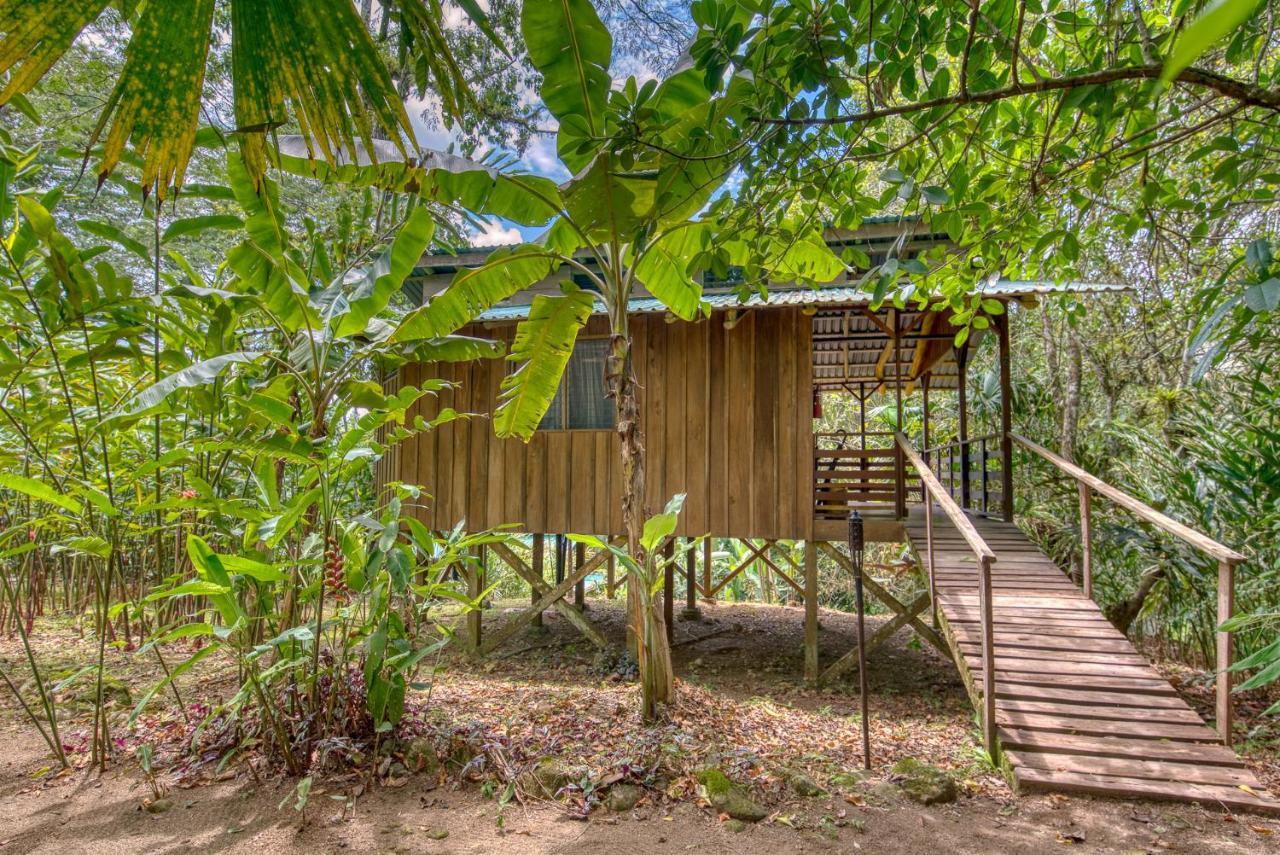 Selva Bananito Lodge Westfalia Kültér fotó